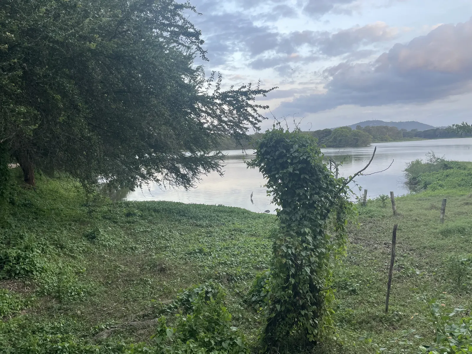 Kukkarahalli Lake framed by hanging vines and trees