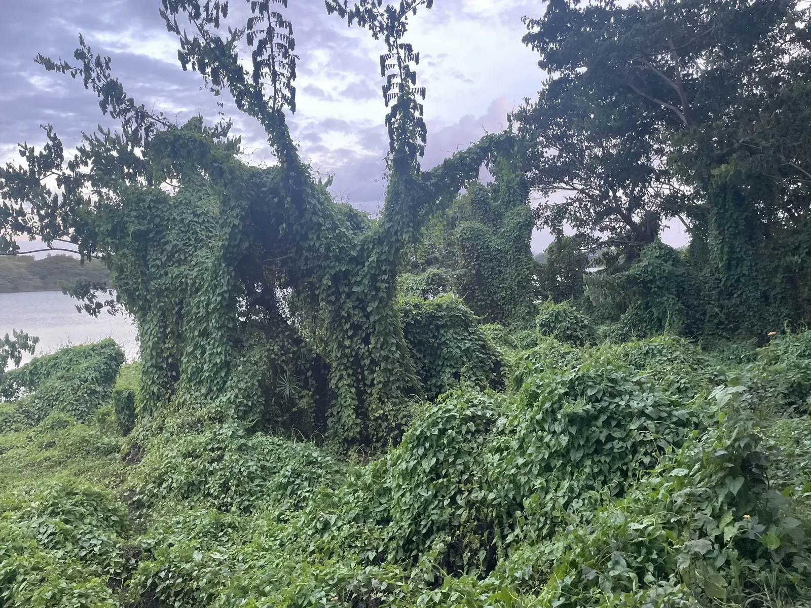 A vine-covered stretch of the Kukkarahalli walking path